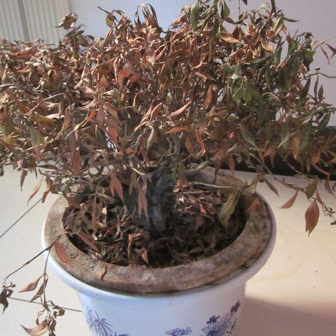 里有这5种物品一定要尽早处理掉！凯发网址俗话说：“财不入脏屋”家(图5)